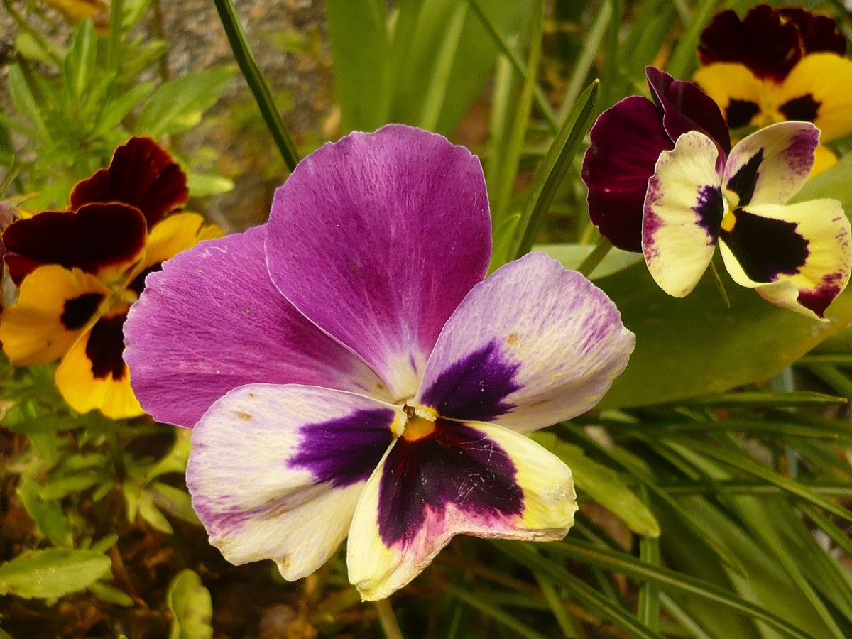 Viola x wittrockiana (Violaceae)